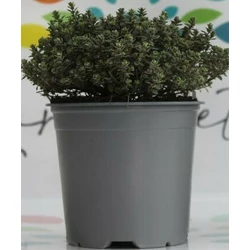 Kerti kakukkfű FŰSZERNÖVÉNY-THYMUS SZÍNVARIÁCIÓK K1,5