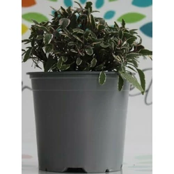 Zsálya FŰSZERNÖVÉNY-SALVIA 4-5 SZÍNVARIÁCIÓ K1,5