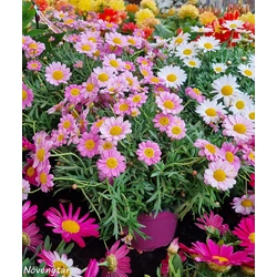 Margaréta MARGARÉTA BOKOR MULTICOLOR K5,5