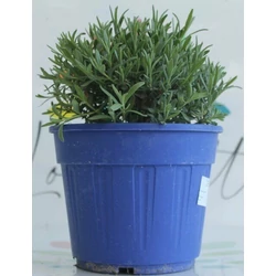 Levendula LAVANDULA ANGUSTIFOLIA HIDCOTE K3