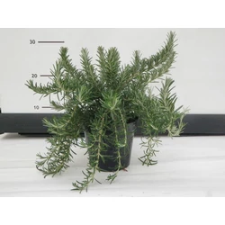 Csüngő rozmaring ROSMARINUS PROSTRATO REPENS K3