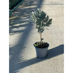 LevendulaLAVANDULA ANGUSTIFOLIA MIX (LILA ÉS FEHÉR) CS12
