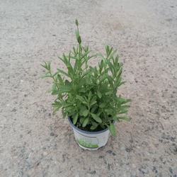 LevendulaLAVANDULA ANGUSTIFOLIA MIX (LILA ÉS FEHÉR) CS12