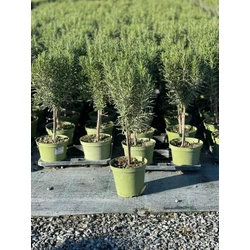 Rozmaring ROSMARINUS OFFICINALIS MINI TÖRZS K1,5