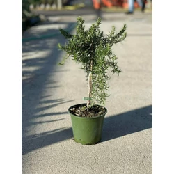 Csüngő rozmaring ROSMARINUS PROSTRATO REPENS MINI TÖRZS K1,5