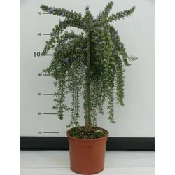 Csüngő rozmaring ROSMARINUS PROSTRATO REPENS T1/4 K3