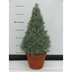 Levendula LAVANDULA ANGUSTIFOLIA PIRAMIS CS35-K30