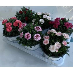 Évelő szegfű DIANTHUS MIX K1,5