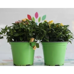 Sétányrózsa   LANTANA CAMARA K1,5