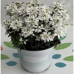 Örökzöld tatárvirág IBERIS SEMPERVIRENS K1,5