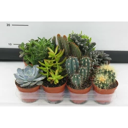KaktuszCACTUS MIX CS10,5