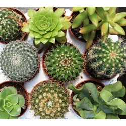 KaktuszCACTUS MIX CS12