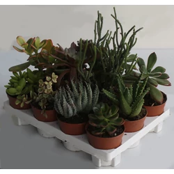 KaktuszCACTUS MIX CS7,5