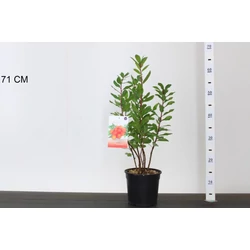 Szamócafa ARBUTUS UNEDO 50/70 CS18