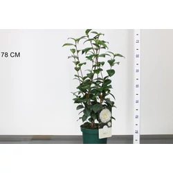 Kamélia   CAMELLIA JAPONICA NUCCIUS GEM 40/55 K3