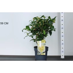 Kamélia   CAMELLIA JAPONICA JULLIS YELLOW 40/50 K3