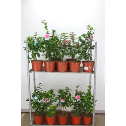 Kamélia   CAMELLIA JAPONICA FAJTÁK 60/100 K7,5