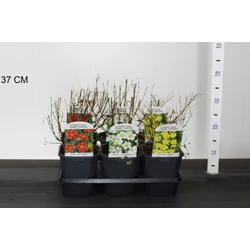 Cserjés pimpó POTENTILLA FAJTÁK 20/30 K2