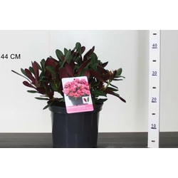 Havasszépe    RHODODENDRON WINE AND ROSES 25/30 K5