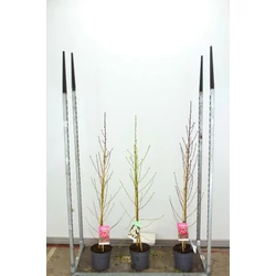 Őszibarack PRUNUS PERSICA TAOFLORA 130/150 K6