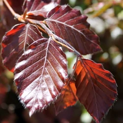 Vérbükk    FAGUS SYLVATICA ATROPUNICEA 350/400 KÚP K500