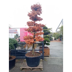 Vérbükk    FAGUS SYLVATICA ATROPUNICEA BONSAI 250/300 K285