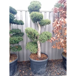 Kék kínai boróka  JUNIPERUS CHINENSIS MONARCH BONSAI 150/175 K130