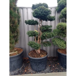 Csüngő ágú tiszafa  TAXUS BACCATA DOVASTONIANA BONSAI 125/150 K130