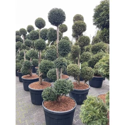 Közönséges tiszafa   TAXUS BACCATA TÖBBTÖRZSES 150/175 K130