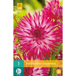 Dália VIRÁGHAGYMA DAHLIA DUTCH EXPLOSION 1DB/CSOMAG JUB 101520
