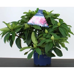 Havasszépe RHODODENDRON XXL 50/60 CS23