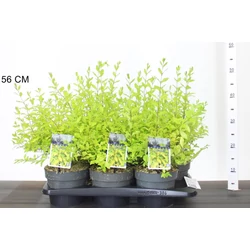 Arany télizöld fagyal  LIGUSTRUM OVALIFOLIUM LEMON AND LIME 20/25 K2