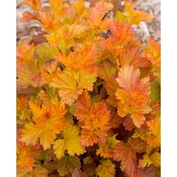 Hólyagvessző PHYSOCARPUS OPULUS AMBER JUBILIIE 30/+ K1,5