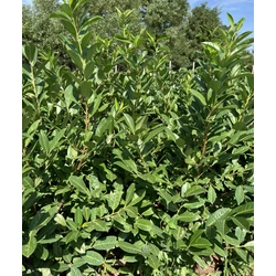Közönséges babérmeggy PRUNUS LAUROCERASUS REYNVANII 100/125*