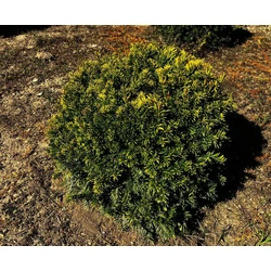 Sárgalombú tiszafa TAXUS BACCATA SEMPERAUREA GÖMBRE NYÍRT 40/50* 