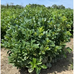 Közönséges babérmeggy PRUNUS LAUROCERASUS ETNA 100/125*