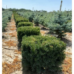 Közönséges tiszafa TAXUS MEDIA FARMEN KOCKÁRA NYÍRT 40×40×40*