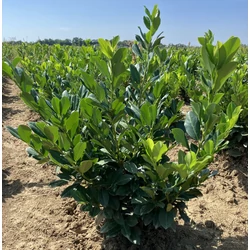 Babérmeggy PRUNUS LAUROCERASUS MANO  60/80*