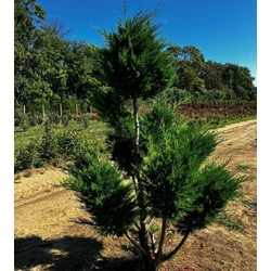 Leyland ciprus CUPRESSOCYPARIS LEYLANDII VITO BONSAI 225/250*
