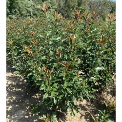 Örökzöld korallberkenye PHOTINIA FRASERI MAGICAL VULCANO 80/100*   