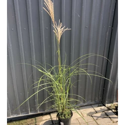 Molnárpántlika MISCANTHUS SINENSIS FERNER OSTEN K2