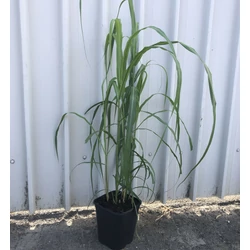 Molnárpántlika MISCANTHUS SINENSIS MEMORY K5