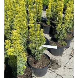 Arany oszlopos tiszafa TAXUS BACCATA DAVID K2