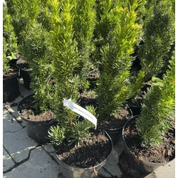 Oszlopos tiszafa    TAXUS MEDIA STRICTA VIRIDIS K2
