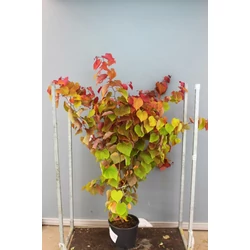 Kanadai júdásfa CERCIS CANADENSIS ETERNAL FLAME 150/175 K20