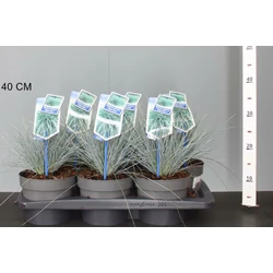 Fényperje  FESTUCA GLAUCA ELIJAH BLUE CS17