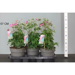 Szellőrózsa  ANEMONE FANTASY JASMINE CS19