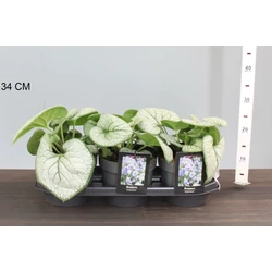 Kaukázusi nefelejcs BRUNNERA MACROPHYLLA JACK FROST K1,5