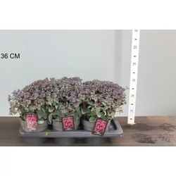 VarjúhájSEDUM SEDUCTION SOLIRÉ CS17