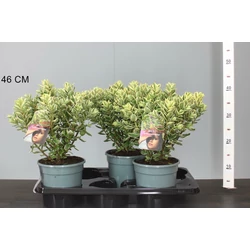 Veronika cserje HEBE ADDENDA KATRINA 30/35 K2,5